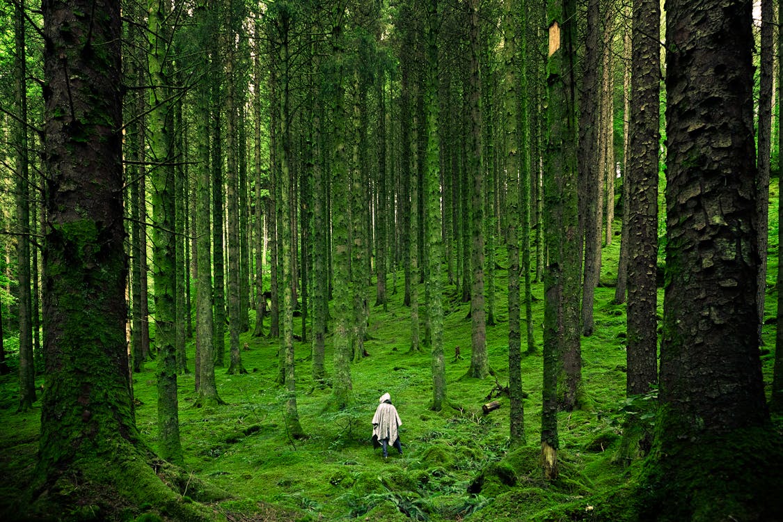 Hero Forest